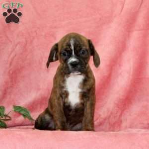 Pumpkin, Boston Terrier Mix Puppy